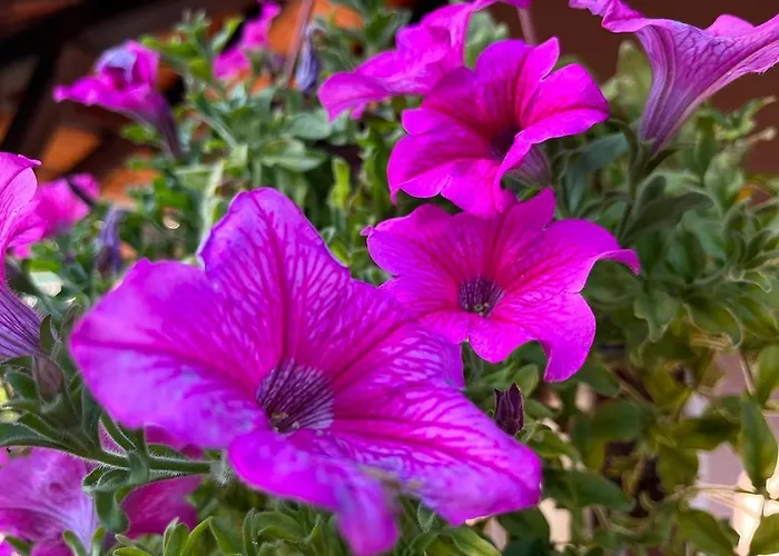 Komazec - Banja Vrujci Appartement Gornja Toplica